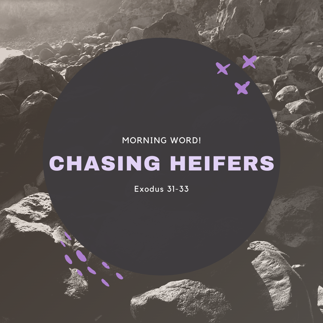 Morning Word: Chasing Heifers